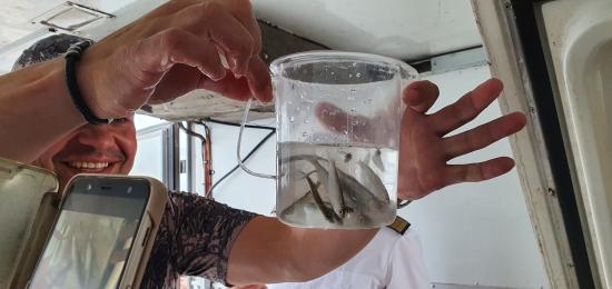 Коршуновский ГОК выпустил в Усть-Илимское водохранилище более 600 тысяч мальков пеляди