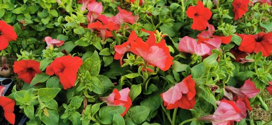Улицы Братска украсят 165 тысяч цветов