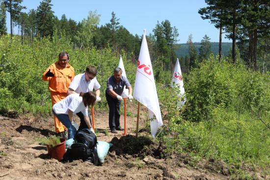 Масштабные высадки леса начали в Шелеховском районе