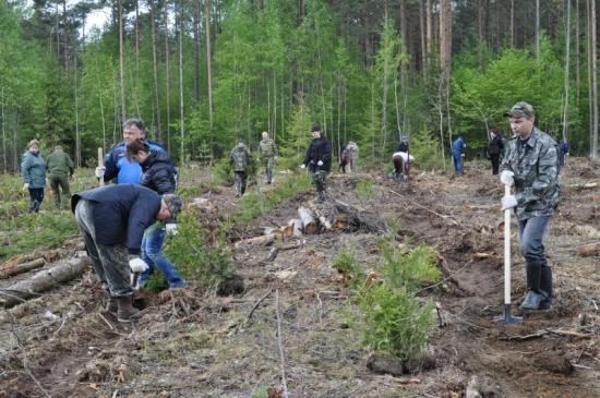Акция «Посади дерево – подари планете жизнь» пройдет в Иркутске 26 мая
