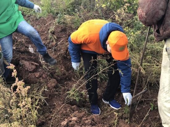 Около 6 тысяч саженцев сосны высадили в Братске