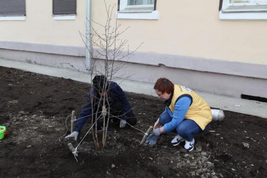 Более полутора тысяч деревьев высадят в Иркутске