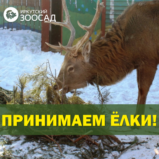 Иркутский зоосад традиционно начал прием новогодних елок
