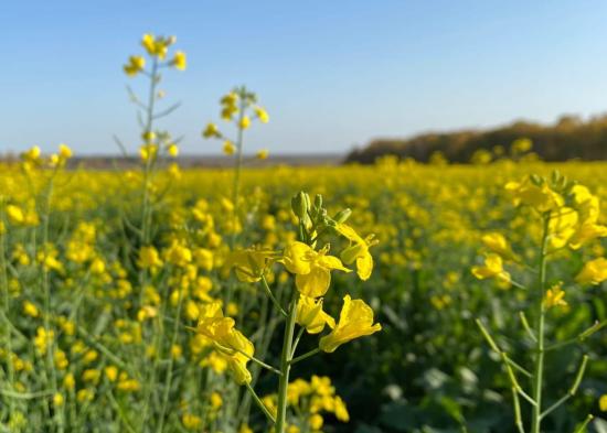Иркутская область перевыполнила план по экспорту агропромышленной продукции почти на 22%