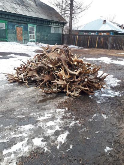 Партию рогов лося без документов остановили в Тайшетском районе