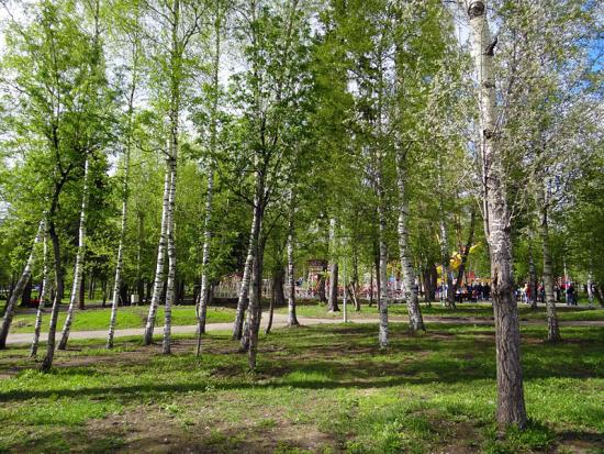 В Университетском реконструируют березовую рощу
