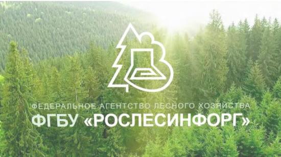Рослесинфорг проверит использование лесных участков в Иркутской области