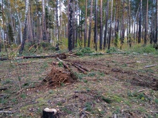Минлеском Иркутской области очистит леса Аларского района от следов незаконных рубок по решению суда