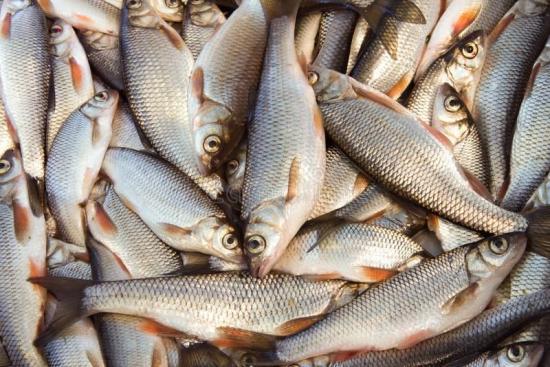 Предприятие Иркутской области по переработке рыбной продукции стало призёром окружного этапа премии «Экспортёр года»