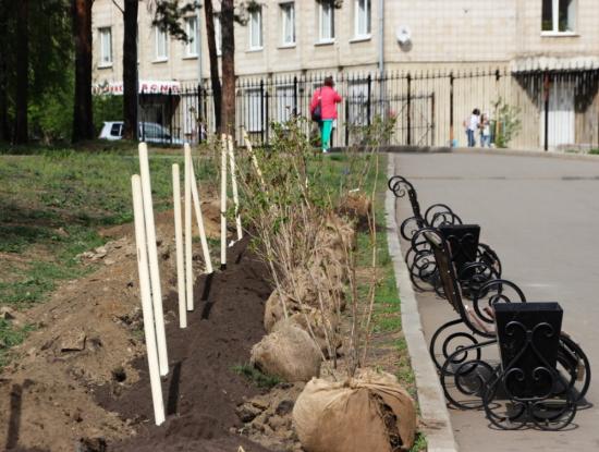 Более 60 саженцев высадили в сквере «Аистенок» Ангарска
