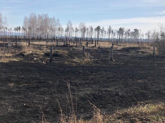 Первый лесной пожар 2021 года зафиксировали в Иркутской области из-за поджога