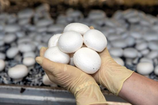 Продукцию грибной фермы из Иркутской области признали лучшей в России по итогам отраслевого конкурса