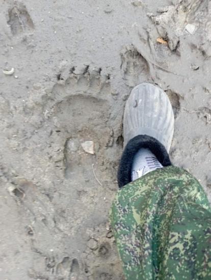 Медведи стали чаще выходить к людям в Иркутской области