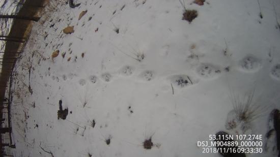 На Ольхоне впервые с 2015 года встречены следы самки рыси с детенышем