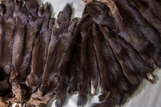 Около 40 тысяч шкурок соболя отправили в январе из Иркутской области в аукционный дом «Союз пушнина»