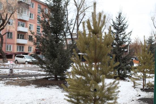 Крупномерные деревья готовят к посадке в Иркутске в 2022 году