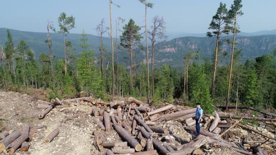 В Черемховском районе под видом санитарных мероприятий незаконно вырубили лес почти на 600 млн рублей