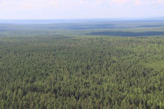 Иркутская область подвела итоги действия лесной амнистии