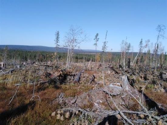 Прокуратура выявила в Приангарье еще одну незаконную санитарную рубку на 70 млн рублей