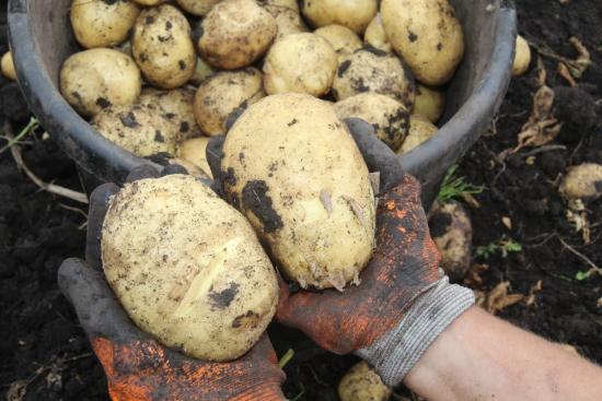 Уборка раннего картофеля началась в Приангарье
