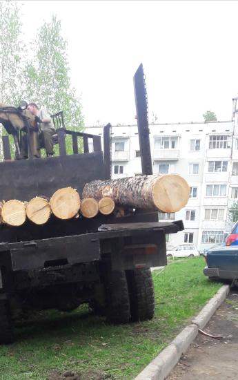 Жители Усть-Илимска жалуются на произвольную вырубку хвойного и лиственного городских лесов Усть-Илимцы жалуются на произвольную вырубку ценных пород деревьев во дворах их домов