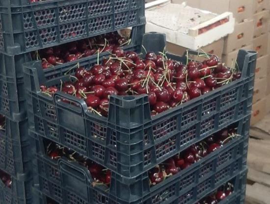 В Усть-Куте уничтожили 300 кг азербайджанской черешни, зараженной бурой монилиозной гнилью
