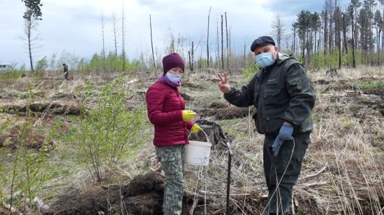 Больше 30 тысяч деревьев высадили в Иркутской области в рамках акции "Сад памяти"