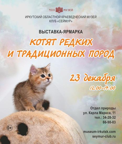 Котят необычных пород покажут на выставке в Иркутском краеведческом музее