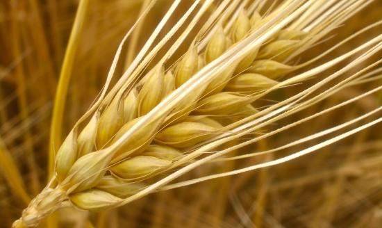 Аграрии Иркутской области начали уборку зерновых культур