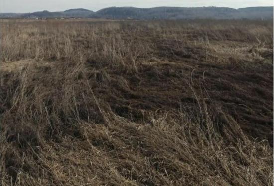 Борщевик захватил в сибирском регионе огромную территорию
