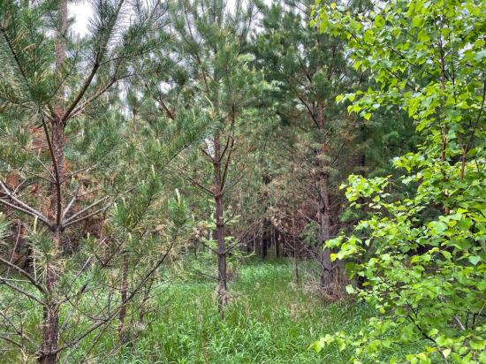 В Приангарье выявили 6,4 тыс. га заросших земель сельхозназначения