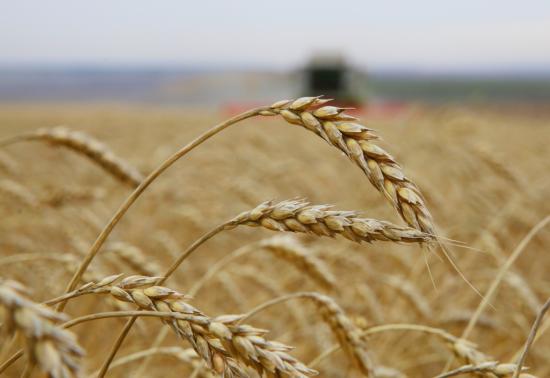 Иркутская область увеличила экспорт агропродукции в 2,5 раза