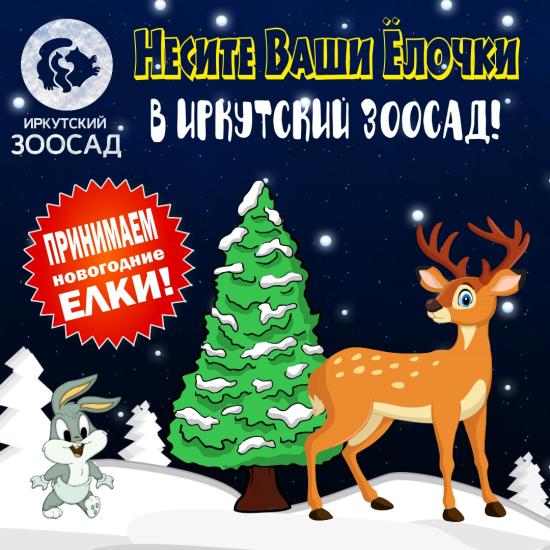 Традиционную акцию по сбору елок проводит Иркутский зоосад