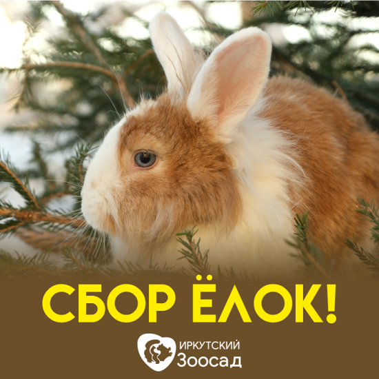Иркутский Зоосад приглашает всех желающих поучаствовать в традиционной акции по сбору ёлок