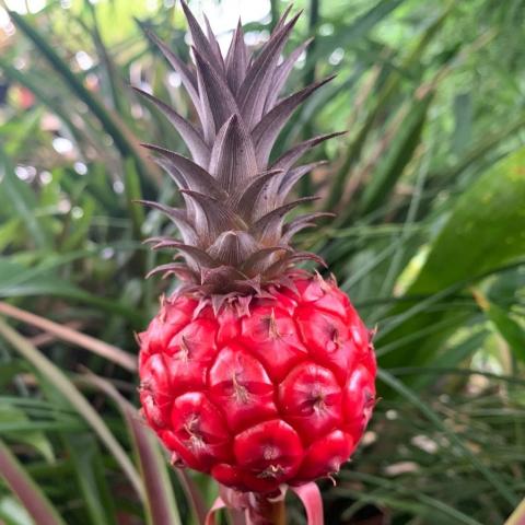 ananas_blestyashchiy_1.jpg