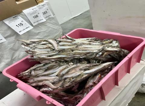 rosselhoznadzor_ts_svetofor1.jpeg